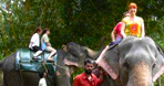 Elephant Safari Tour