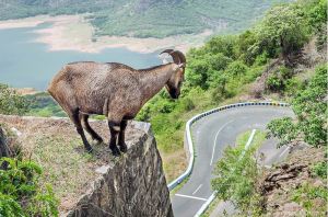 Tourism in Kerala : Nilgri Tahr