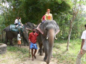 Elephant safari tour kerala