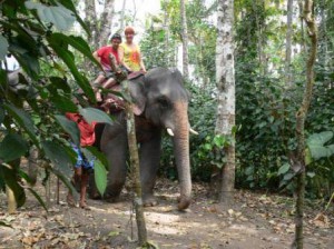 Kerala Elephant ride : Aqua Jumbo Tours